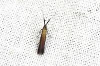 Coleophora