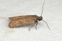 Exaeretia lutosella