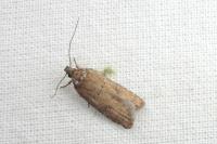 Exaeretia lutosella