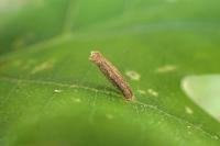 Coleophora serratella