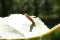 Coleophora serratella