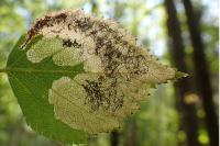 Eriocrania salopiella