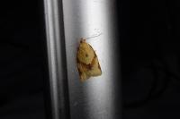 Clepsis consimilana