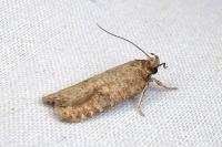 Exaeretia lutosella