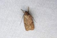 Exaeretia lutosella