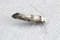 Paraswammerdamia albicapitella