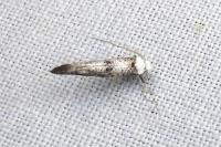 Paraswammerdamia albicapitella