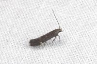 Aproaerema anthyllidella