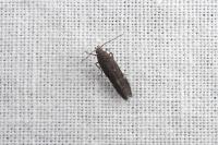 Aproaerema anthyllidella