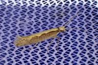 Plutella xylostella