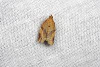 Clepsis consimilana