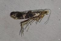 Argyresthia spinosella
