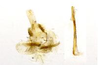Argyresthia spinosella