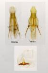 Argyresthia spinosella