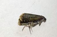 Grapholita funebrana