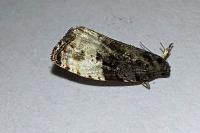 Hedya pruniana