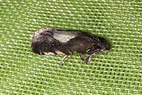 Pammene trauniana