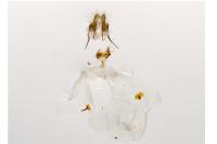 Pammene trauniana