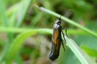 Ochromolopis ictella
