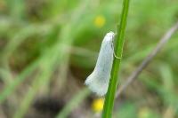 Elachista argentella