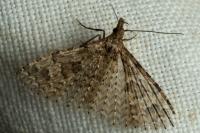 Alucita hexadactyla