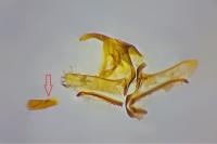 Cnephasia alticolana