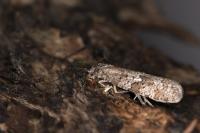 Cnephasia alticolana