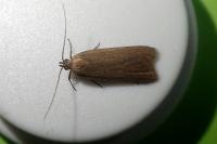 Acompsia cinerella