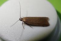 Acompsia cinerella