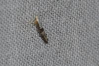 Argyresthia