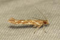 Pyroderces argyrogrammos