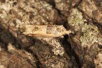 Crocidosema plebejana