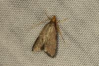 Eurodachtha pallicornella