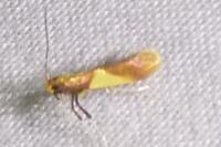Caloptilia