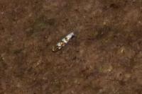 Argyresthia brockeella