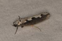 Ethmia bipunctella