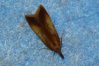 Dichomeris ustalella