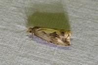 Endothenia quadrimaculana