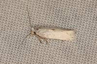 Pseudopostega