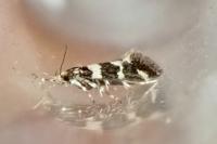 Denisia luctuosella
