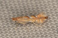 Phyllonorycter belotella
