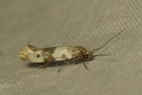 Enolmis acanthella
