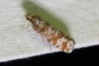 Rhyacionia pinivorana