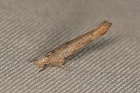 Zelleria oleastrella