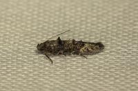Sorhagenia rhamniella
