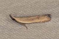 Mesophleps corsicella