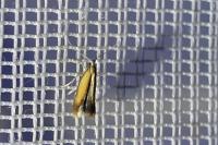 Coptotriche marginea