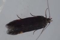 Oxypteryx immaculatella