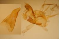 Oxypteryx immaculatella