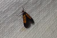 Schiffermuelleria schaefferella